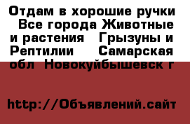 Отдам в хорошие ручки - Все города Животные и растения » Грызуны и Рептилии   . Самарская обл.,Новокуйбышевск г.